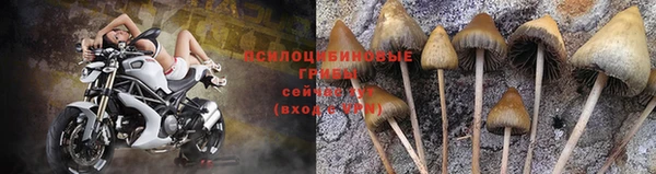 PSILOCYBIN Вязьма